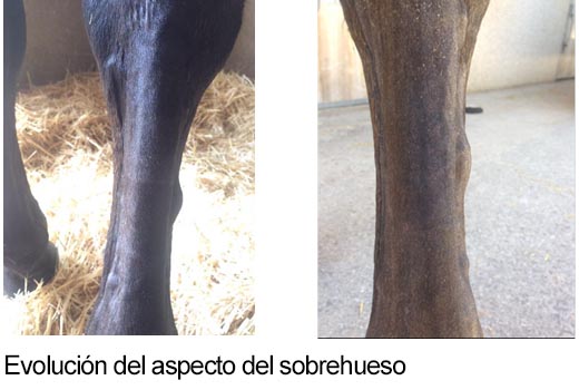 caso clinico caballo hannoveriano