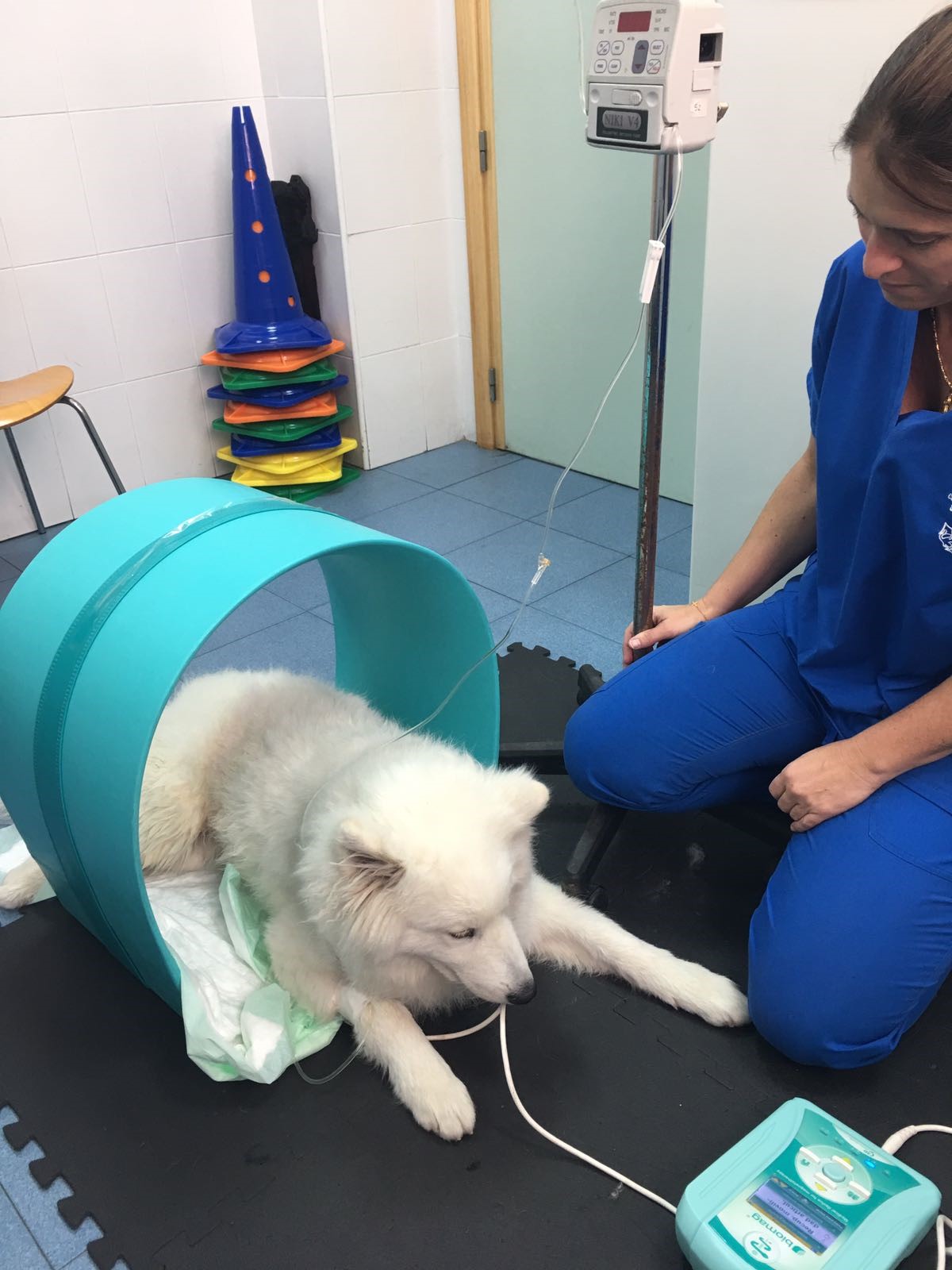 joy magnetoterapia veterinaria caso clinico