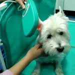 magnetoterapia veterinaria