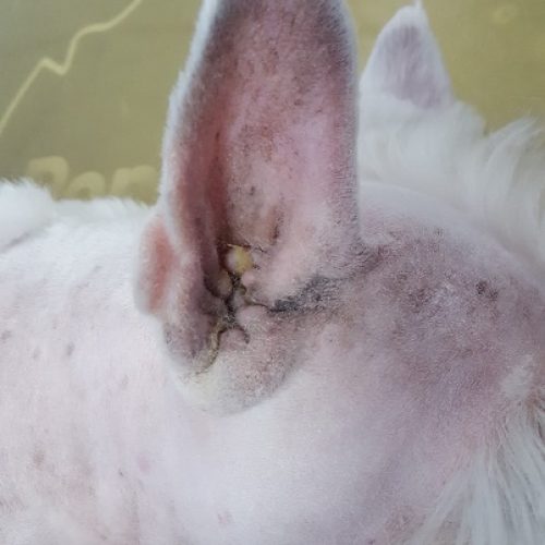 magnetoterapia veterinaria