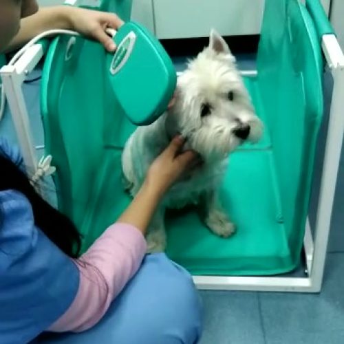 magnetoterapia veterinaria