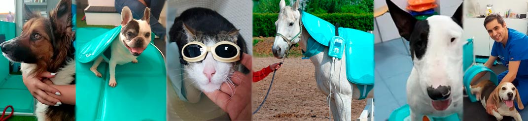 Magnetoterapia Veterinaria casos de éxito