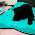 picadura de víbora aplicación de magnetoterapia recuperacion