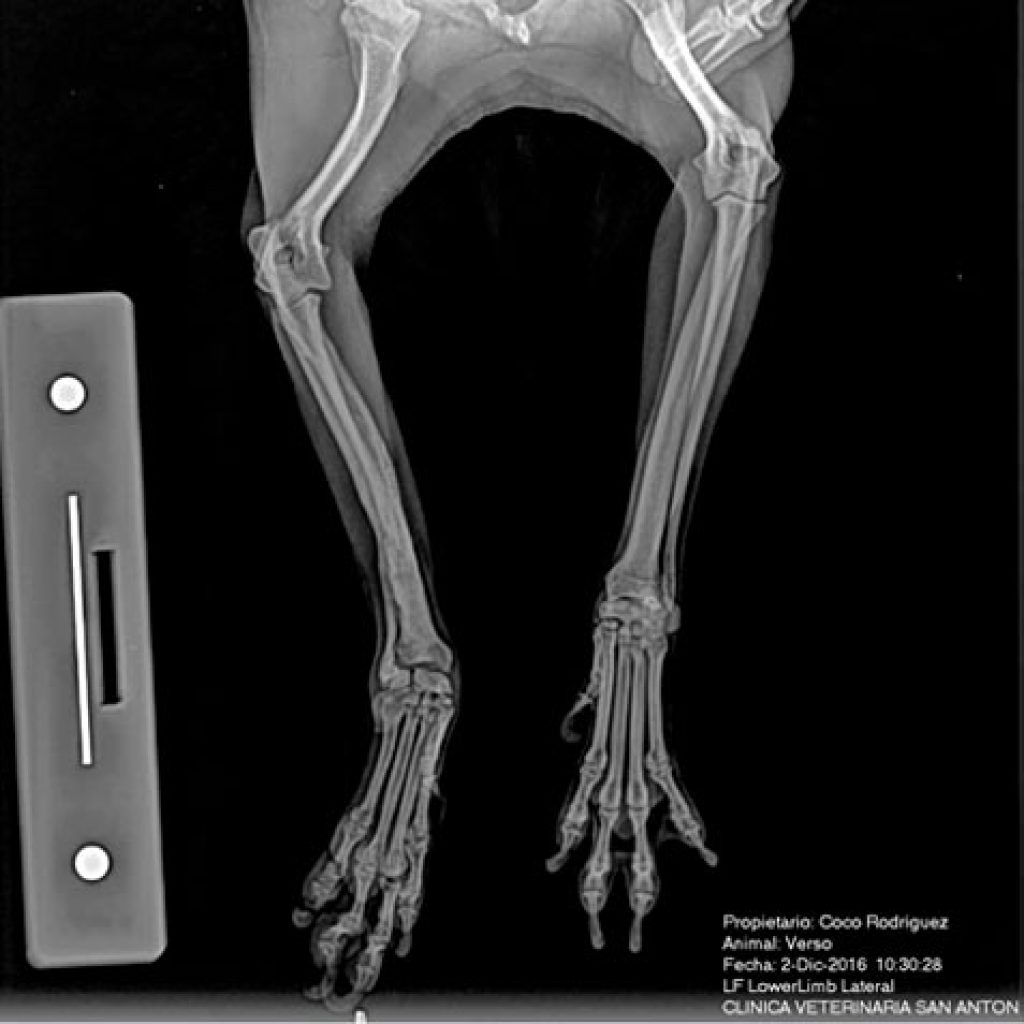 Radiografía veterinario 2018 Radiografía veterinario 2018