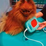 Osificación en no-unión radio-cubital: Caso del XVII GTA 1 radiografia veterinario 2018.periitojpg