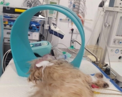 caso clinico magnetoterapia veterinaria